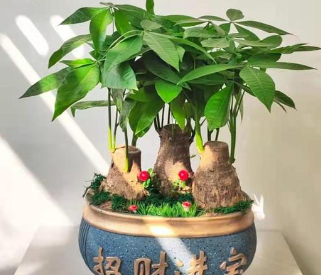 盆栽发财树用什么土好