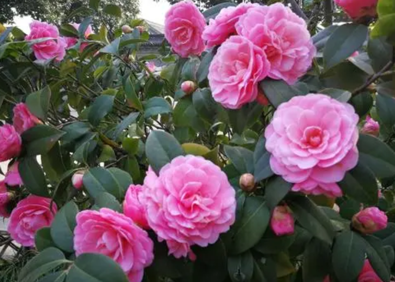 山茶花开花后注意什么