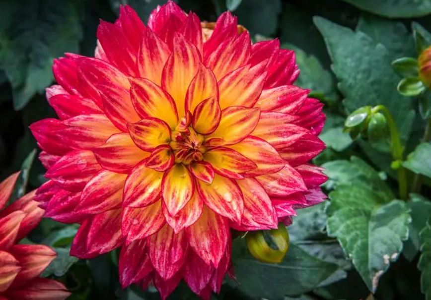 大丽花需要打顶吗