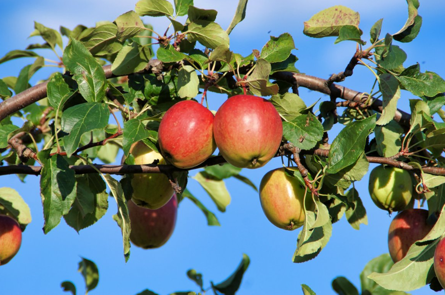 果树一天中什么时候浇水合适