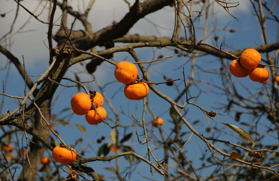 冬天结果实的树有哪些