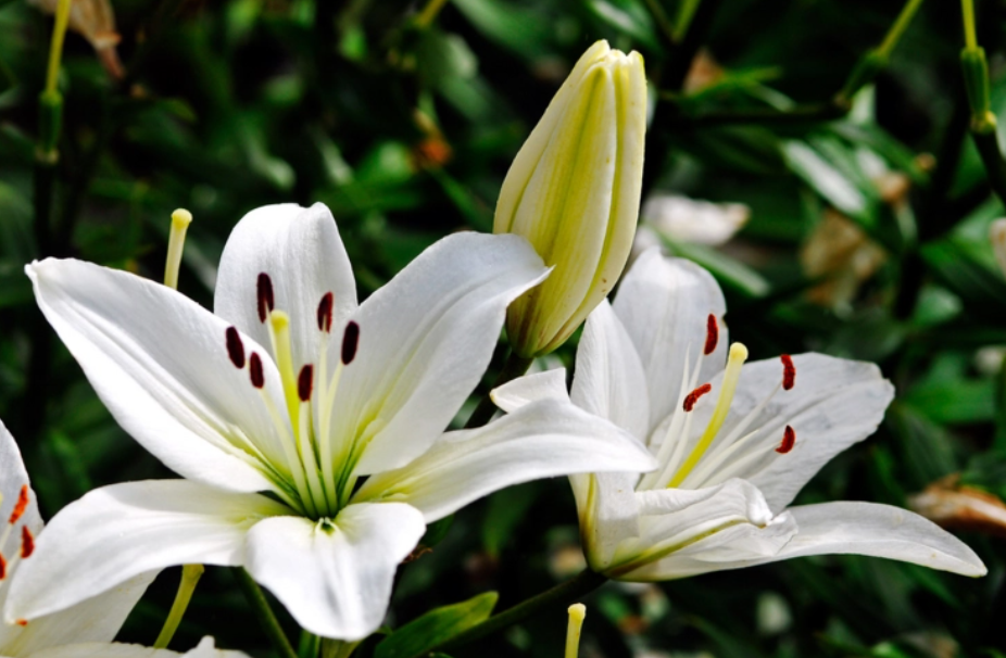 百合花什么时间种合适