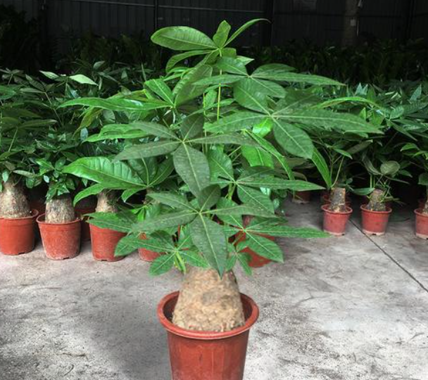 大型发财树怎么养护