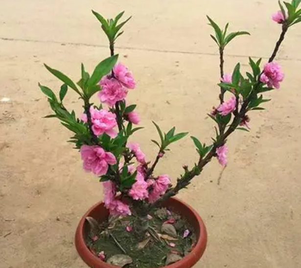 桃树盆栽能挂果吗