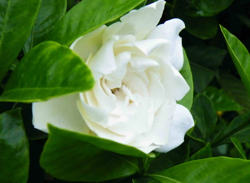 刚换盆的栀子花几天浇一次水