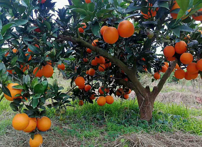 脐橙树的寿命有几年