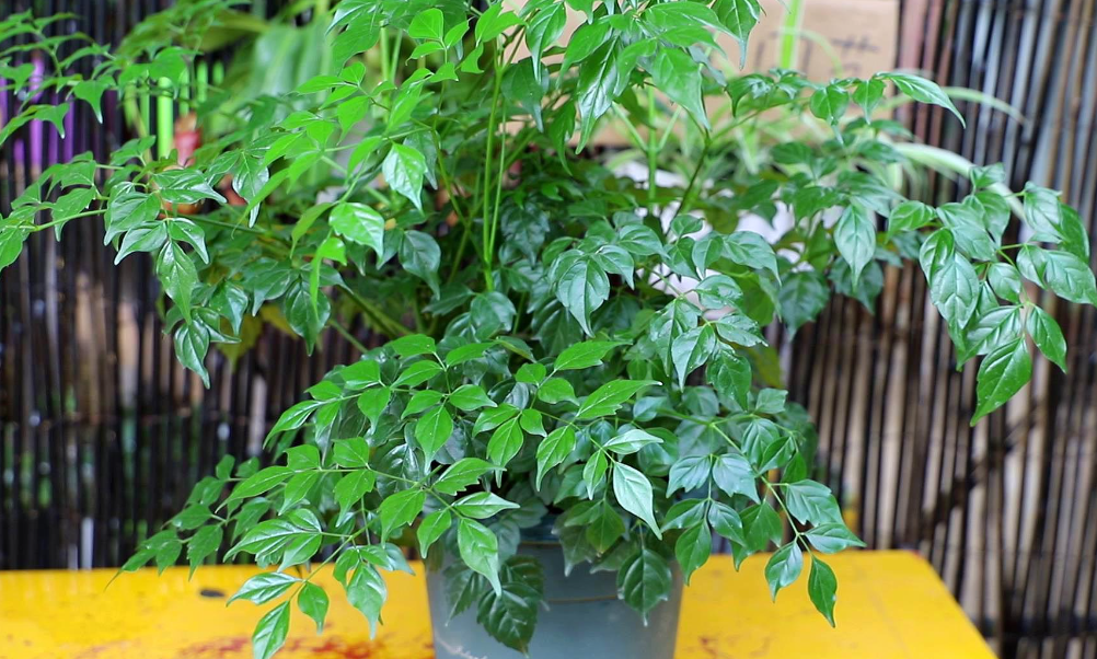 幸福树水培扦插繁殖方法