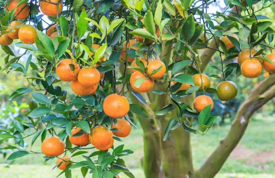 种植桔子树注意哪些