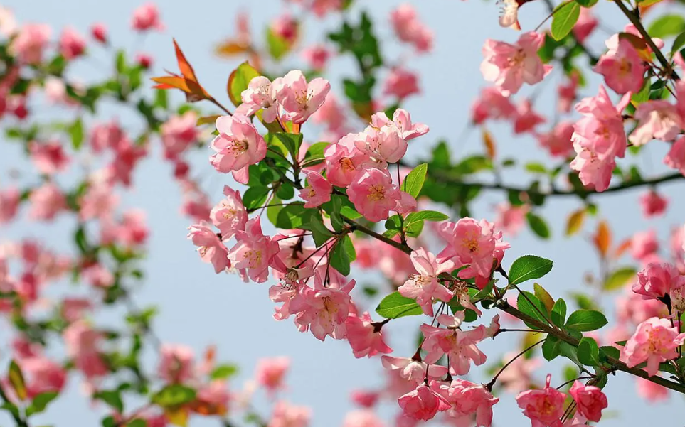 海棠花冬天会发芽吗