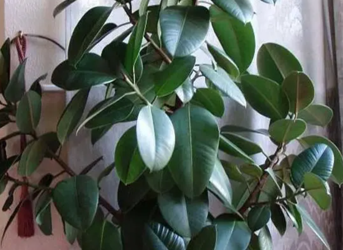 花卉橡皮树的养殖方法