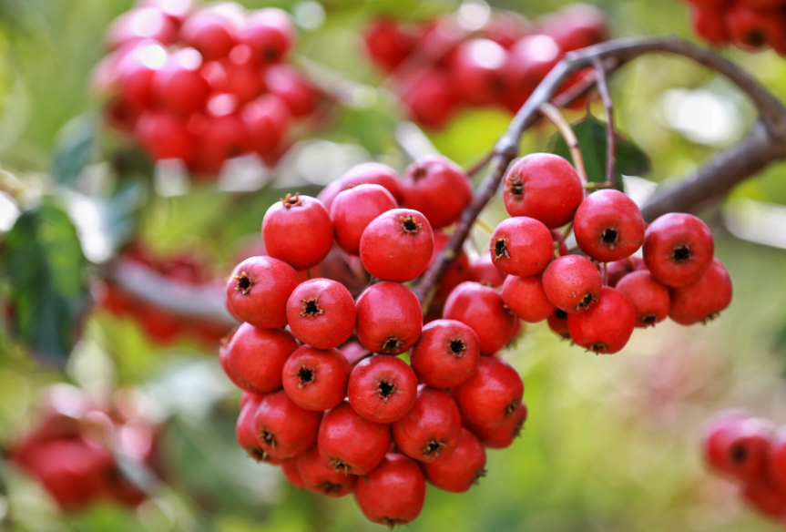 山楂树广东可以种植吗