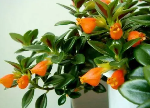 金鱼花移栽可以立马浇水吗