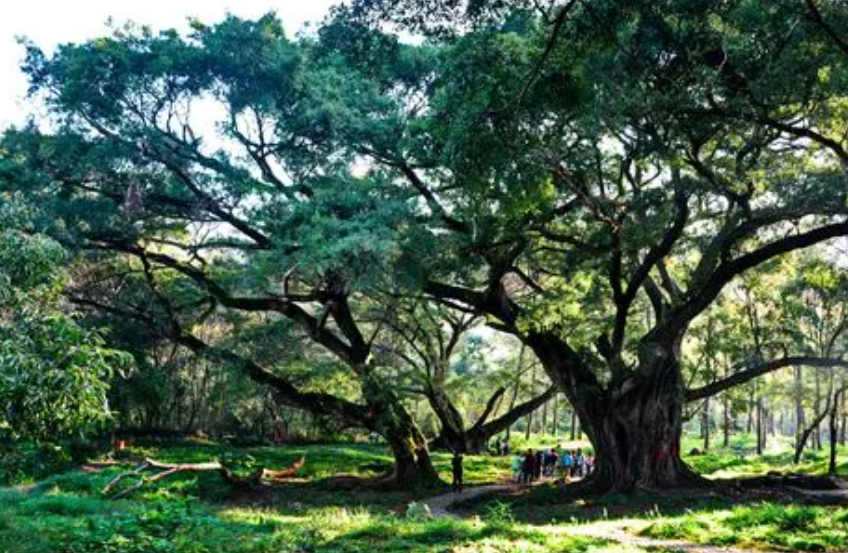 榕树用什么土好