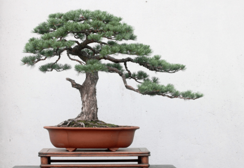 松树盆景制作方法