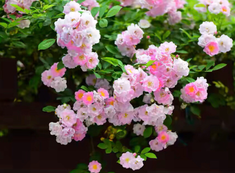 蔷薇花真的招鬼吗