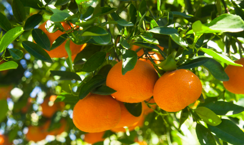 橘子树需要用什么肥吗