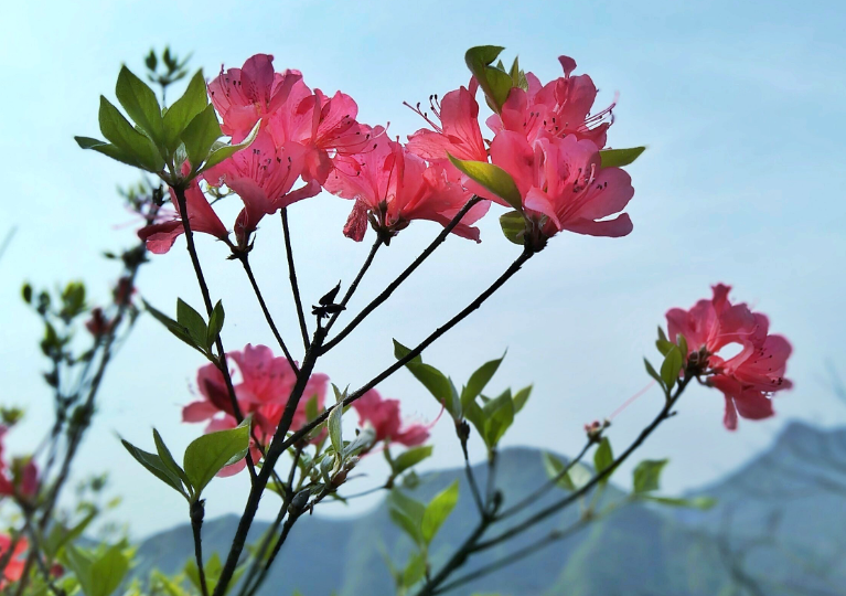 杜鹃花夏天怎么修剪