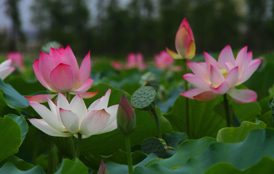 家里能养莲花荷花吗