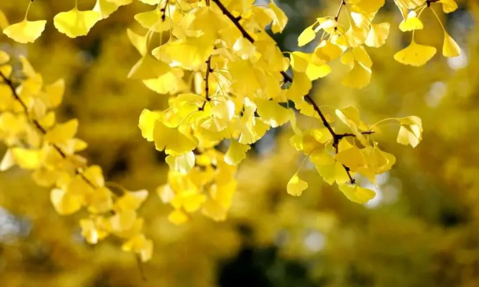 银杏树金叶和绿叶哪个招财辟邪