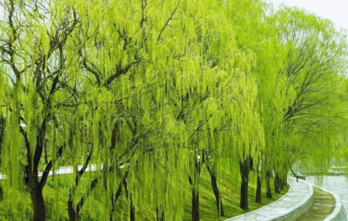 柳树哪个季节发芽