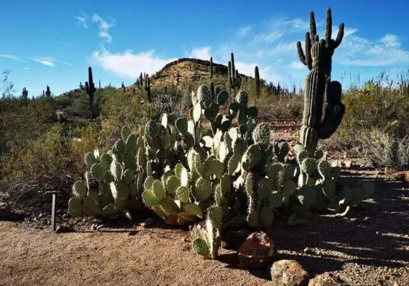 仙人掌可以嫁接哪些花卉