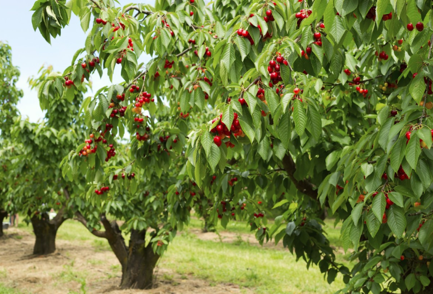 车厘子树成活率高吗