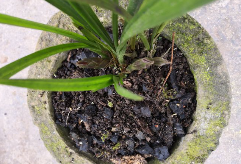 木炭种兰花有什么好处