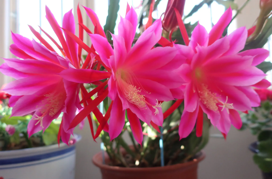 令箭荷花一盆栽几株合适