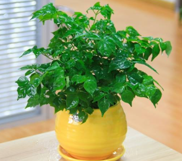 幸福树浇水七句口诀