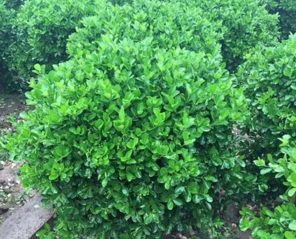 门口种冬青树风水