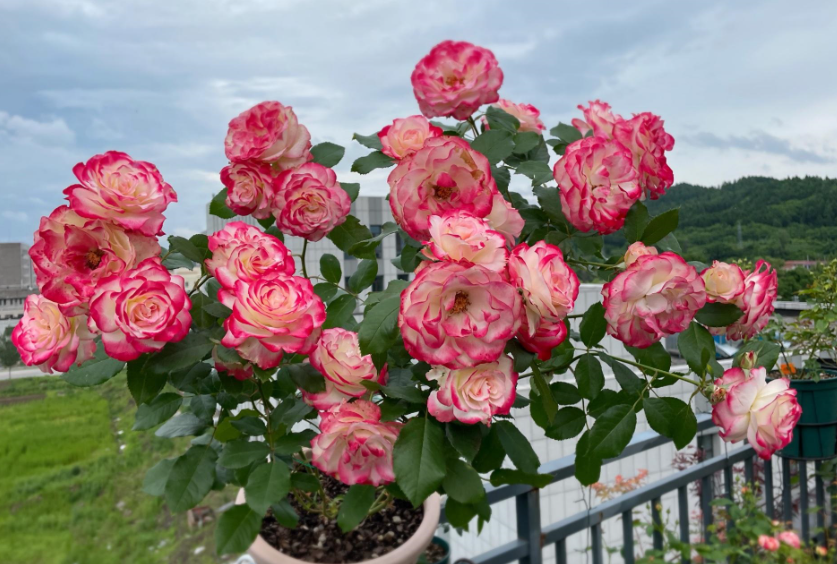 摩洛哥公爵月季花的优缺点