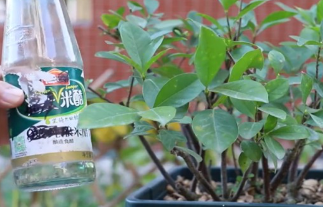 白醋浇花的正确比例