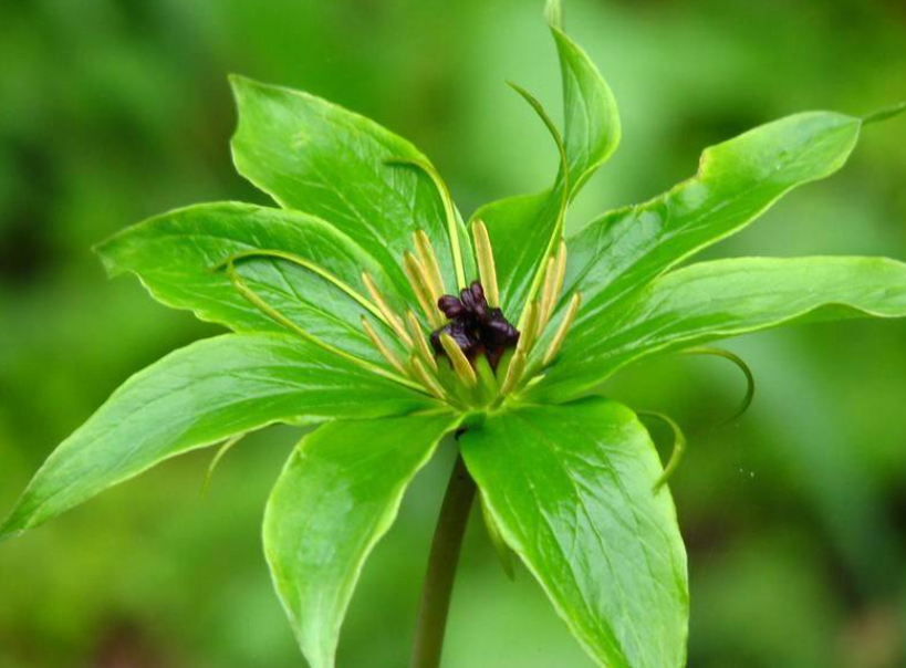 七叶一枝花盆栽技术