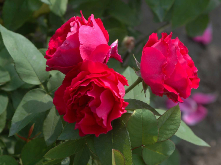伊芙芳香花园月季优缺点