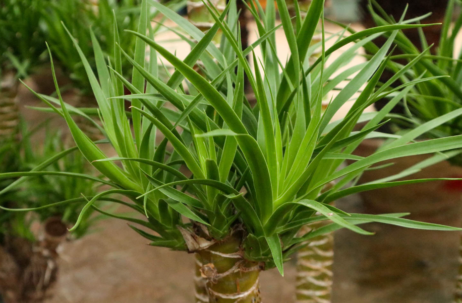 龙血树浇水的作用