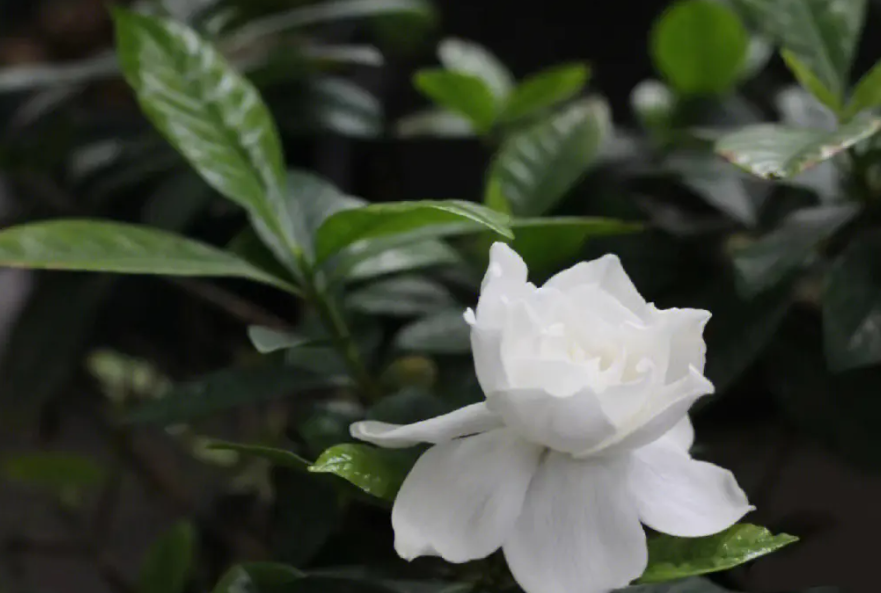 栀子花的修剪意事项