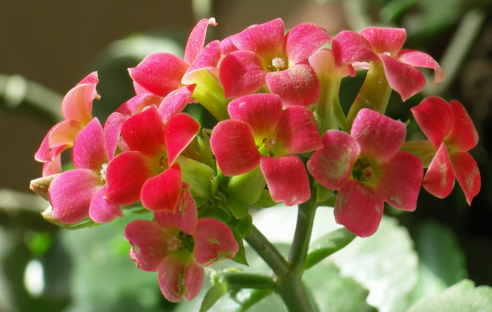 长寿花最佳肥料排名