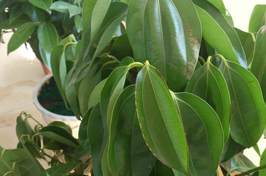 平安树的生长期是什么季节