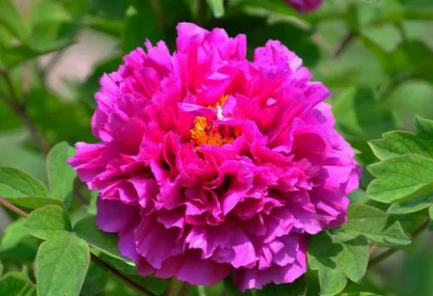 花开富贵花的养殖方法和注意事项