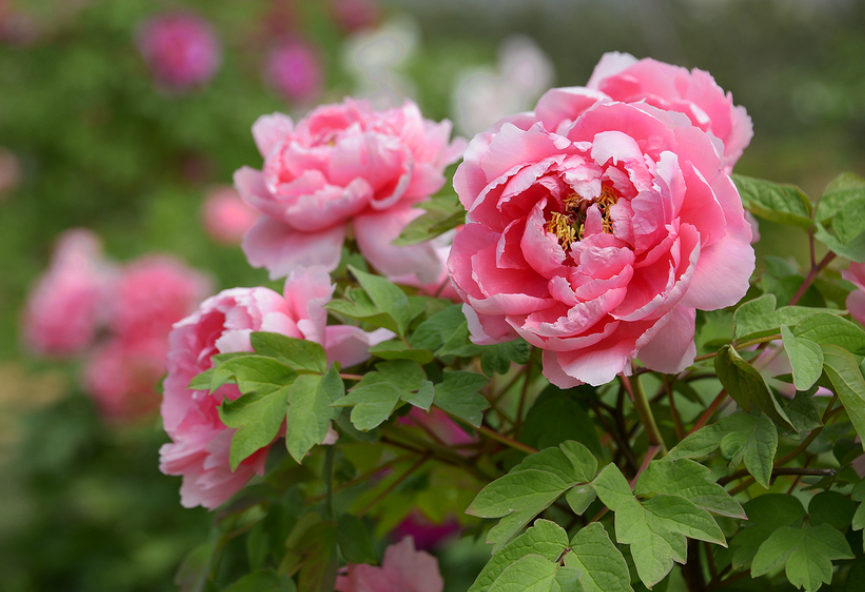 牡丹花什么时间施肥最好