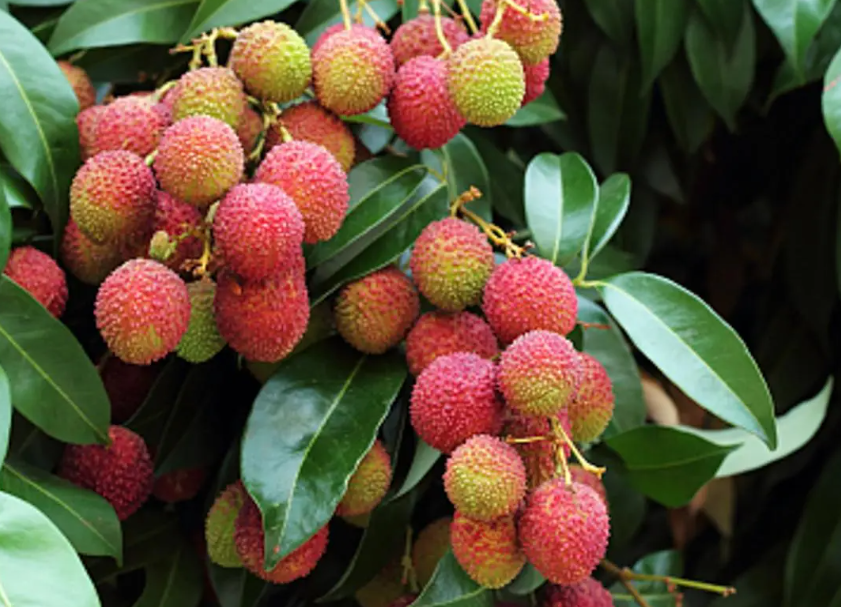 荔枝树管理的五个要点