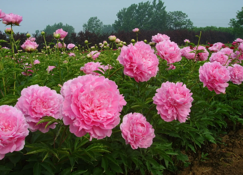盆栽芍药花怎么养