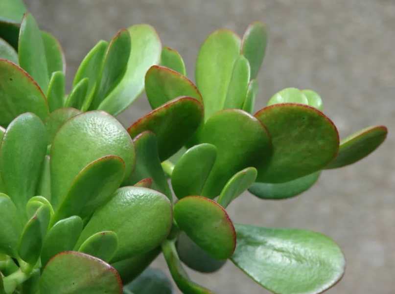 玉树怎么施肥才能长得好