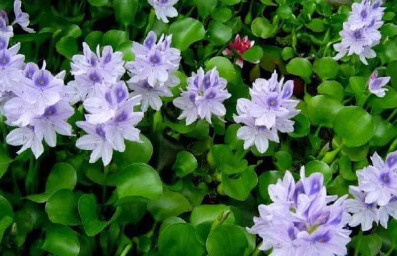 水葫芦怎么养易开花