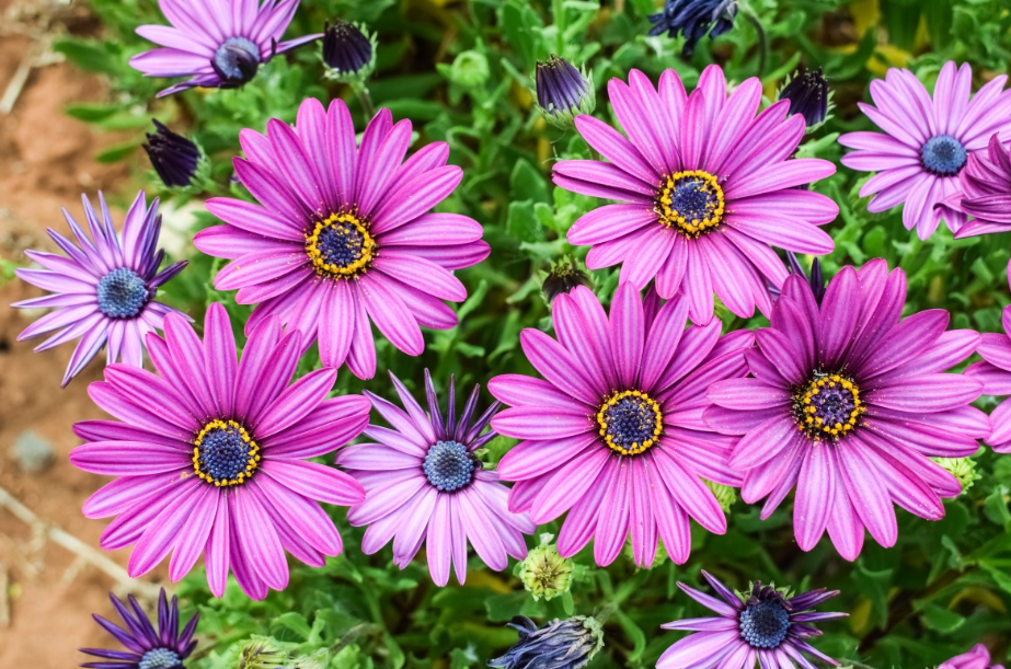 耐寒耐热的花卉有哪些