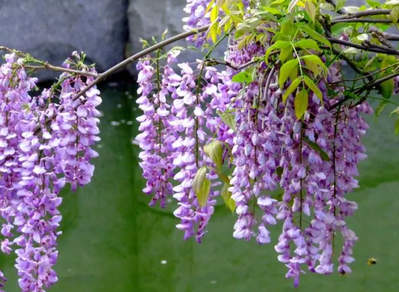 好养的爬藤花一年四季都开花