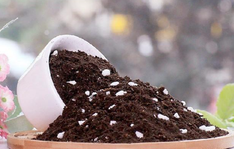 多肉土能养别的花吗