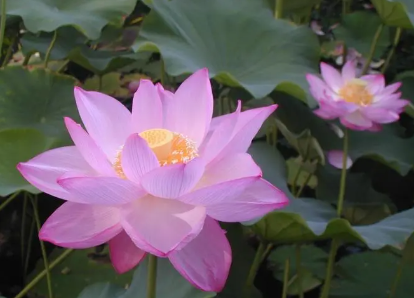 现在种荷花晚不晚