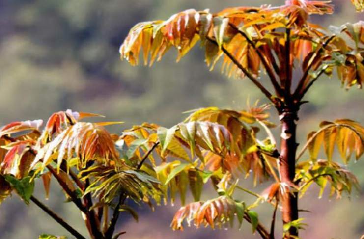 香椿树太高了怎么办