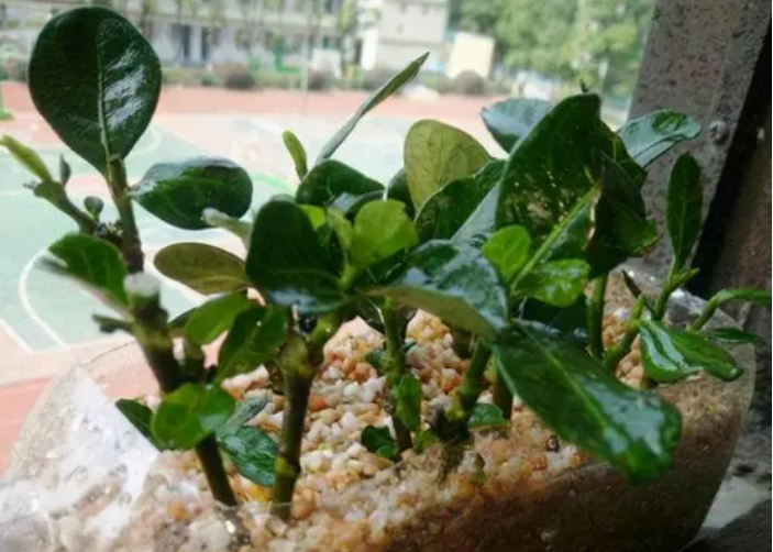 扦插的栀子花几年开花